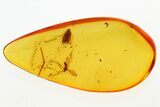 Detailed Fossil Moth and Crane Fly in Baltic Amber #343229-2